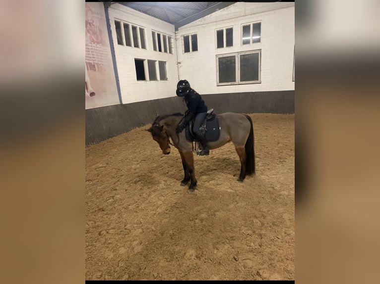 Ambitionierte Reiterin sucht Reitbeteiligung/ Pferd zur Verfügung mit Turnierambitionen