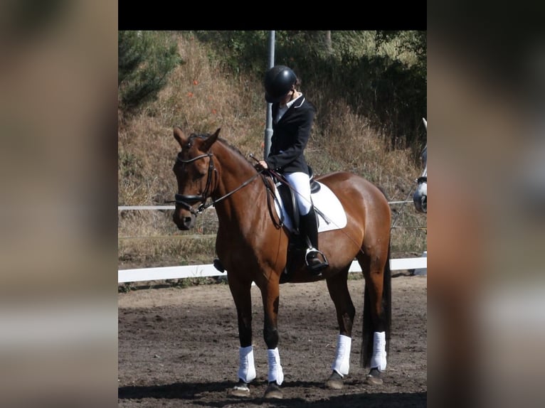 Ambitionierte Reiterin sucht Reitbeteiligung/ Pferd zur Verfügung mit Turnierambitionen