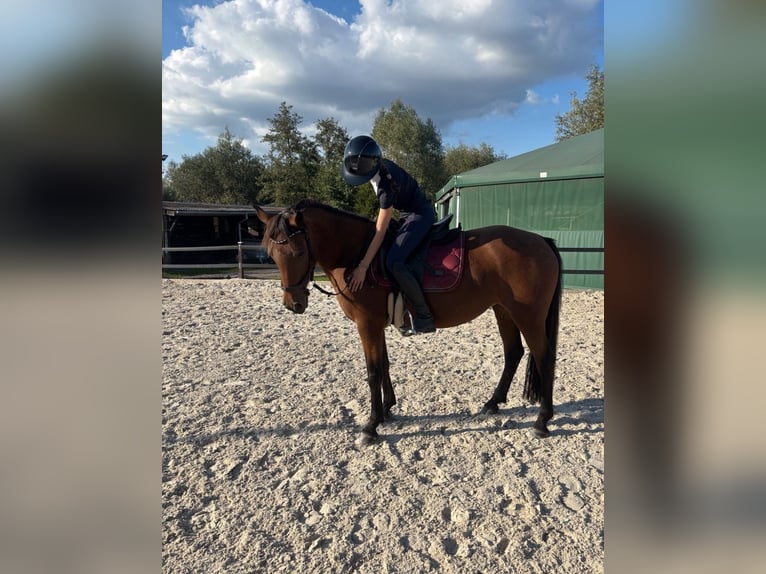 Ambitionierte Reiterin sucht Reitbeteiligung/ Pferd zur Verfügung mit Turnierambitionen