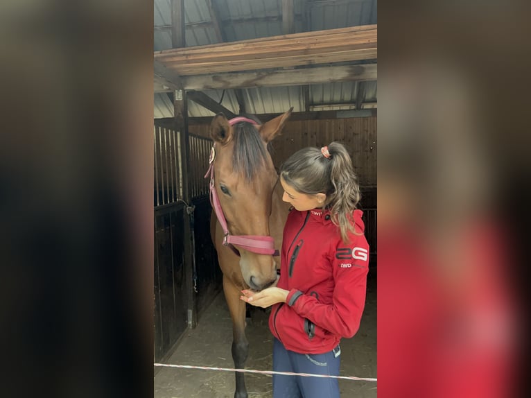 Ambitionierte Reiterin sucht Reitbeteiligung/ Pferd zur Verfügung mit Turnierambitionen