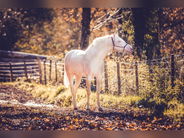 American Albino Horse Hengst 2 Jaar 156 cm Cremello in Soulce Cernay