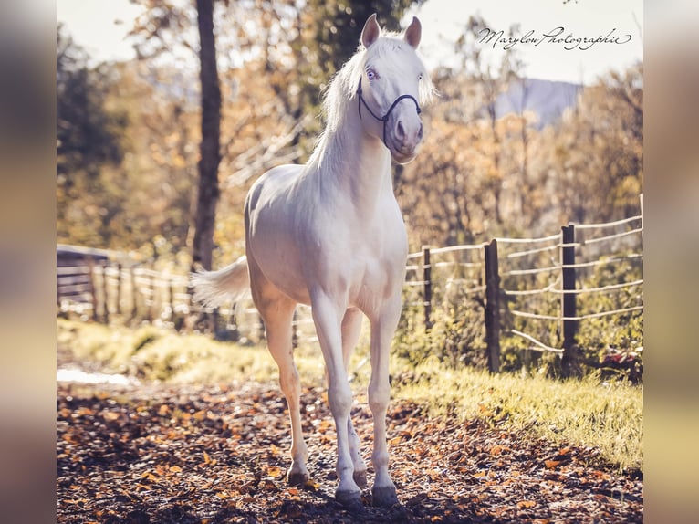 American Albino Horse Hengst 2 Jaar 156 cm Cremello in Soulce Cernay