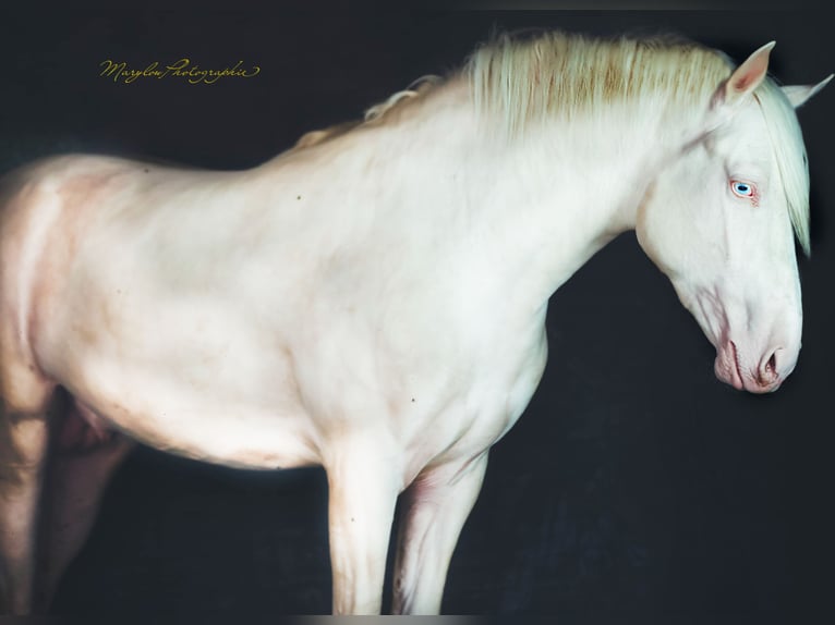 American Albino Horse Hengst 2 Jaar 156 cm Cremello in Soulce Cernay