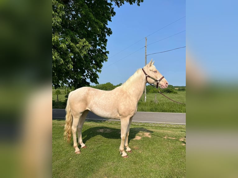 American Albino Horse Merrie 10 Jaar 152 cm Cremello in Mount Vernon, OH