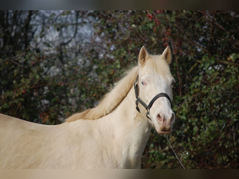 American Albino Horse Merrie 16 Jaar 152 cm Cremello in Auxerre