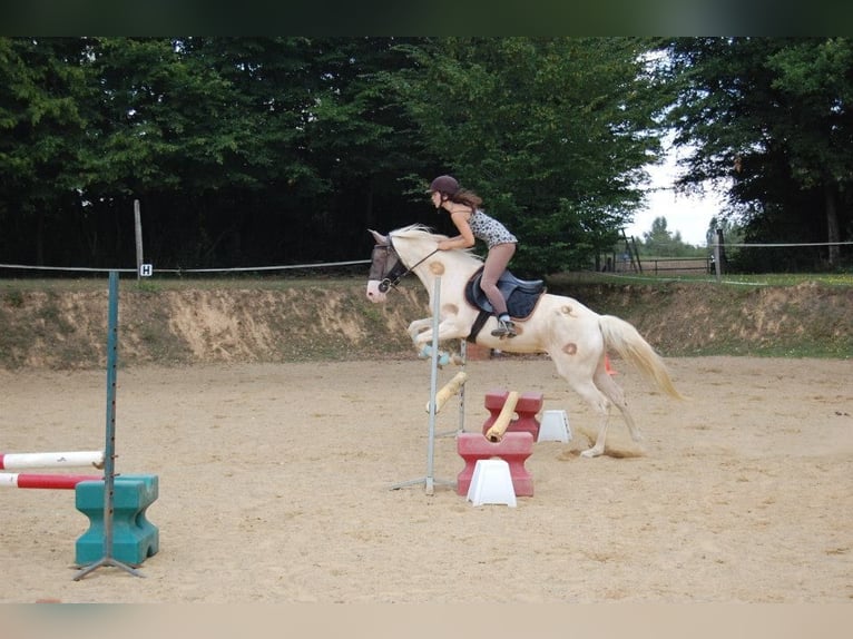 American Albino Horse Merrie 16 Jaar 152 cm Cremello in Auxerre