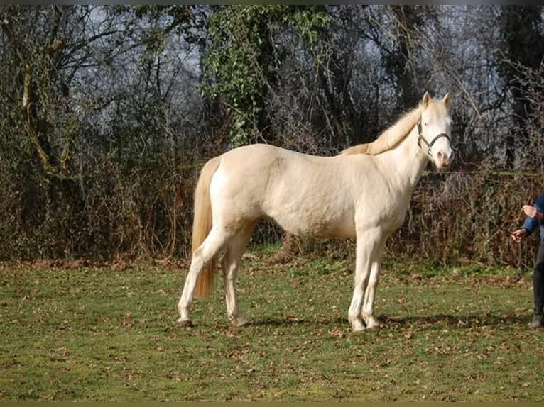 American Albino Horse Merrie 16 Jaar 152 cm Cremello in Auxerre