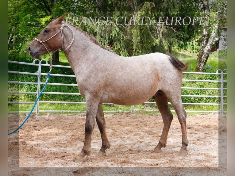 American Albino Horse Merrie 3 Jaar 130 cm Roan-Red in Beloitbourg bruche