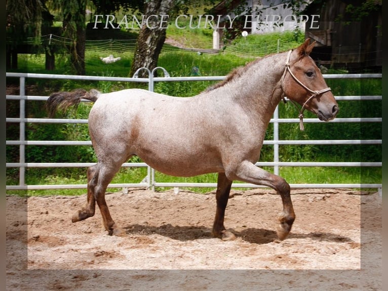 American Albino Horse Merrie 3 Jaar 130 cm Roan-Red in Beloitbourg bruche