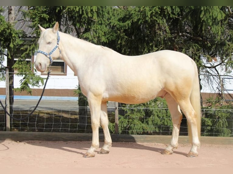American Albino Horse Mix Ruin 12 Jaar 160 cm Champagne in Schmittweiler