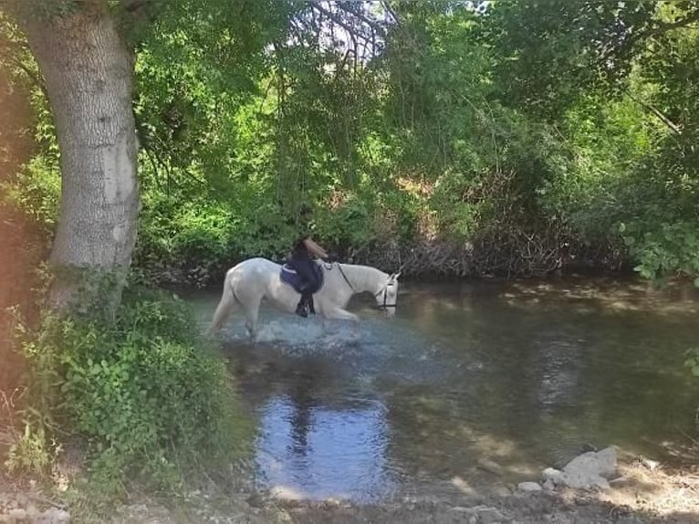 American Albino Horse Ruin 15 Jaar 162 cm Cremello in Jonquerettes