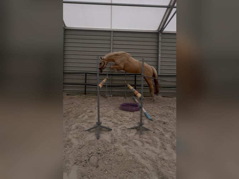 American Albino Horse Ruin 3 Jaar 159 cm Palomino in Smarchowice wielkie