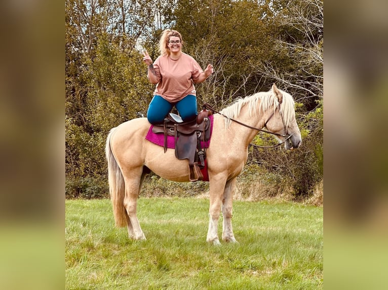 American Albino Horse Ruin 3 Jaar 165 cm Cremello in Linnich