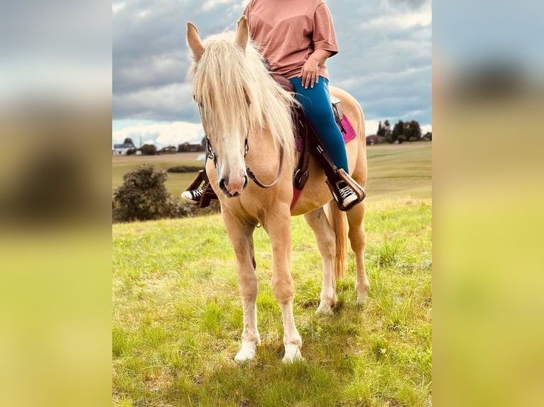 American Albino Horse Ruin 3 Jaar 165 cm Cremello in Linnich