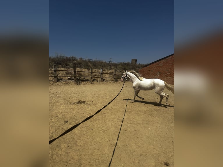 American Albino Horse Ruin 4 Jaar 160 cm Cremello in Castellbisbal