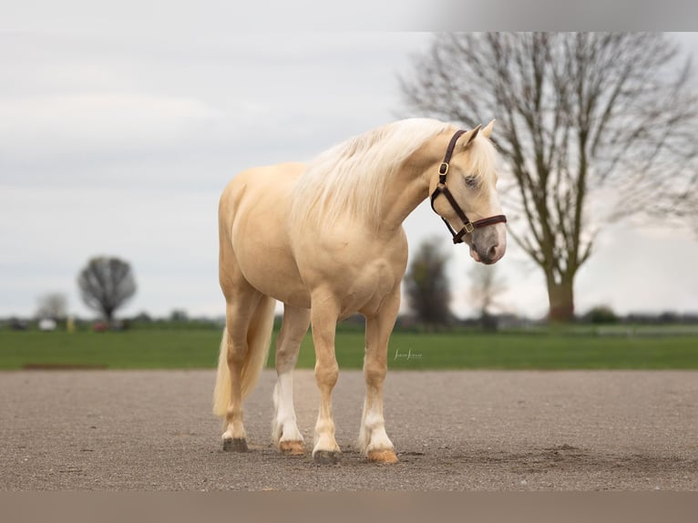 American Albino Horse Ruin 5 Jaar Palomino in Ocala FL