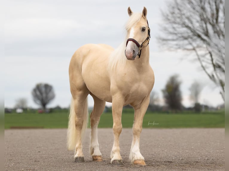 American Albino Horse Ruin 5 Jaar Palomino in Ocala FL