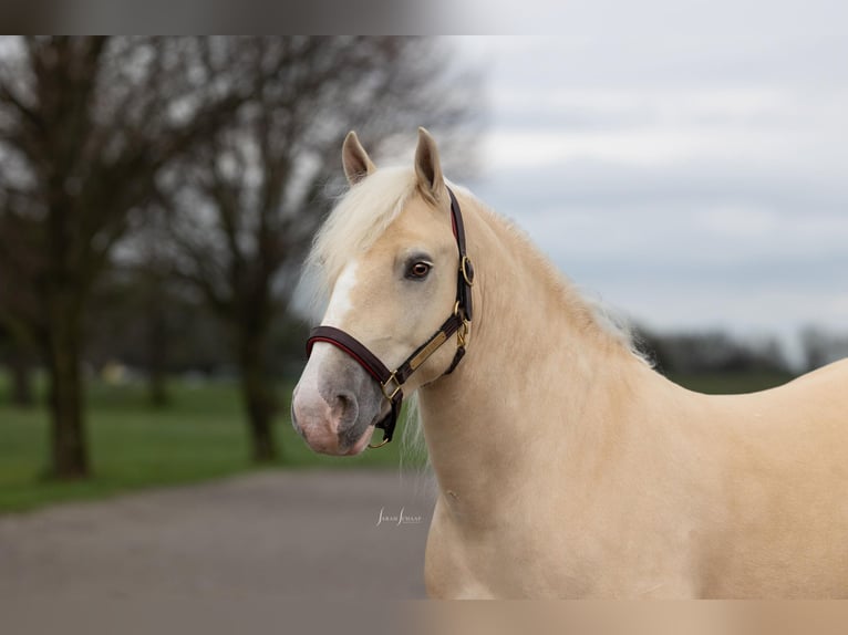 American Albino Horse Ruin 5 Jaar Palomino in Ocala FL