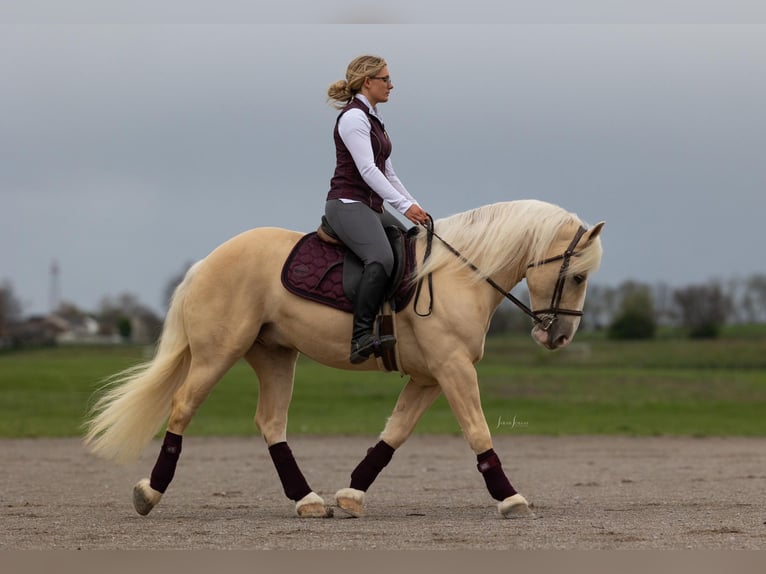 American Albino Horse Ruin 5 Jaar Palomino in Ocala FL