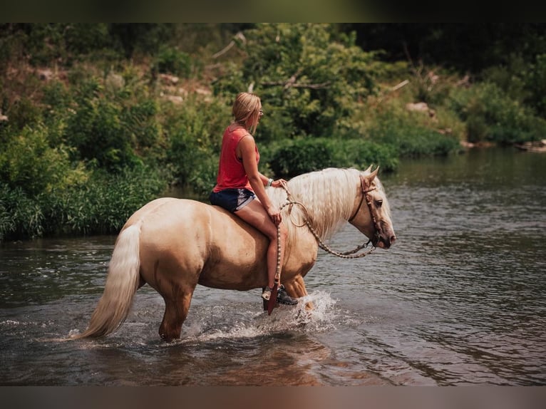 American Albino Horse Ruin 5 Jaar Palomino in Ocala FL