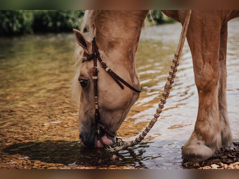 American Albino Horse Ruin 5 Jaar Palomino in Ocala FL