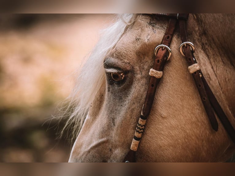 American Albino Horse Ruin 5 Jaar Palomino in Ocala FL