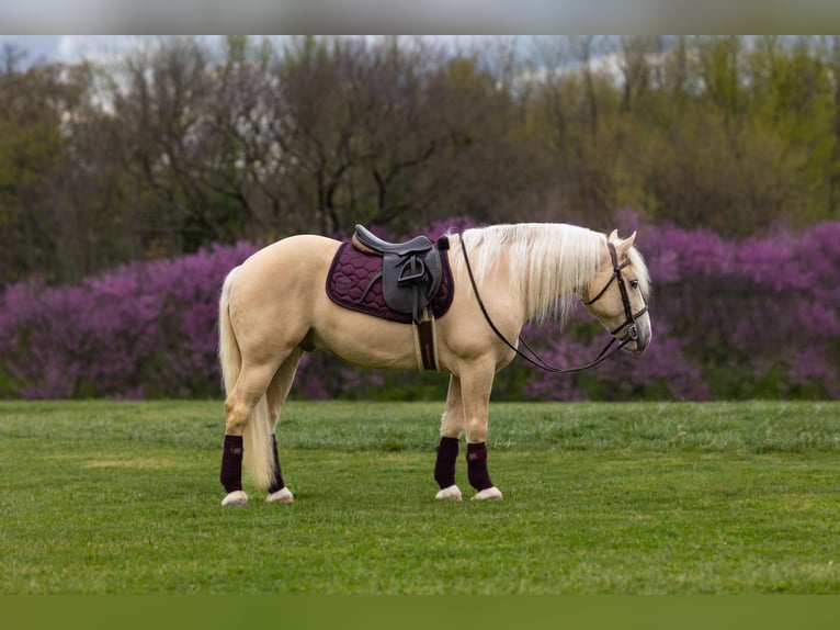 American Albino Horse Ruin 5 Jaar Palomino in Ocala FL