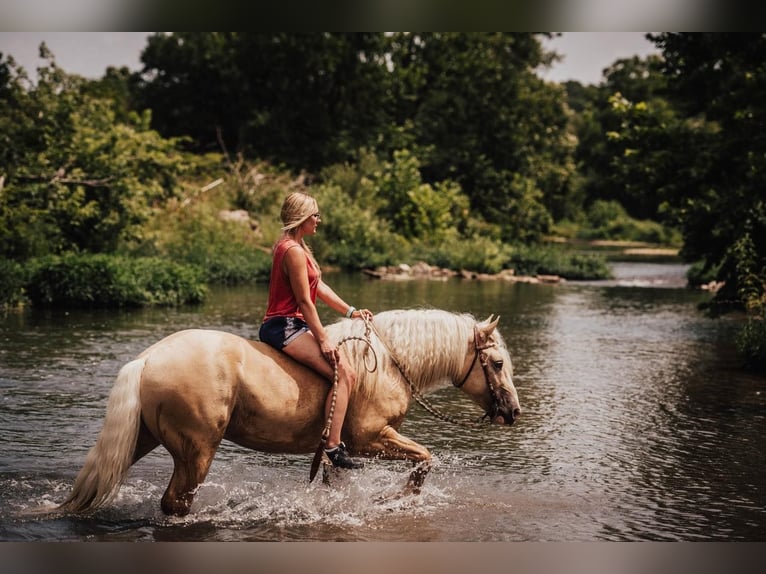 American Albino Horse Ruin 5 Jaar Palomino in Ocala FL