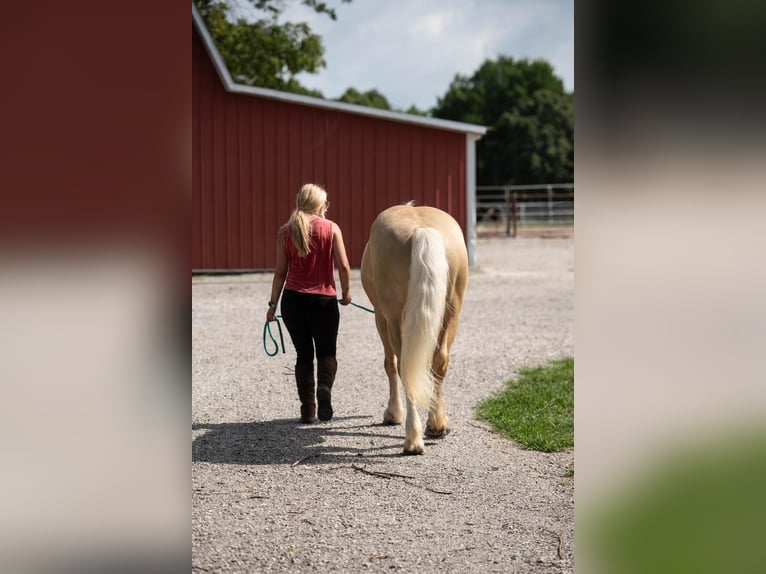 American Albino Horse Ruin 5 Jaar Palomino in Ocala FL