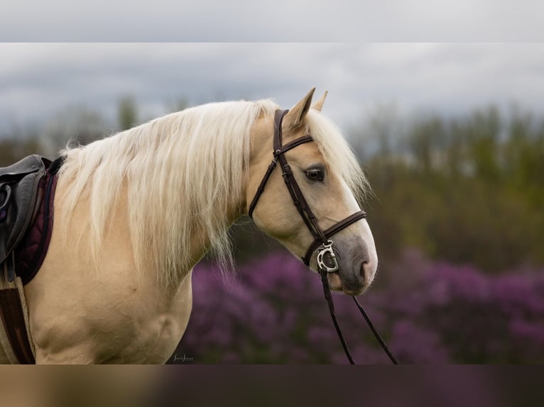 American Albino Horse Ruin 5 Jaar Palomino in Ocala FL