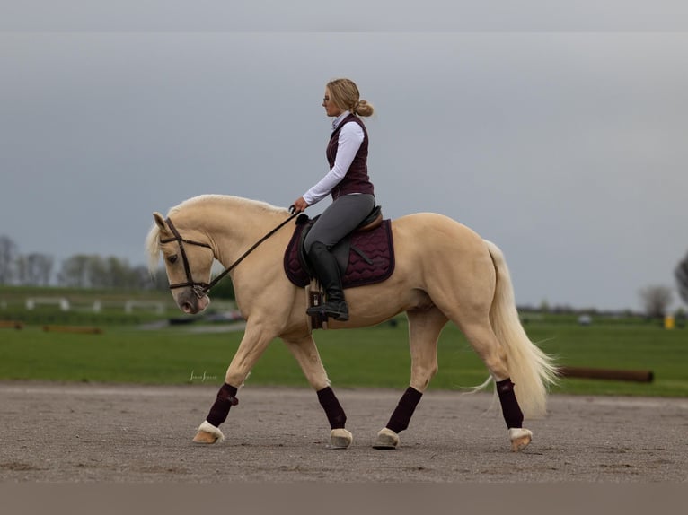 American Albino Horse Ruin 5 Jaar Palomino in Ocala FL