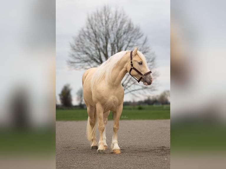 American Albino Horse Ruin 5 Jaar Palomino in Ocala FL