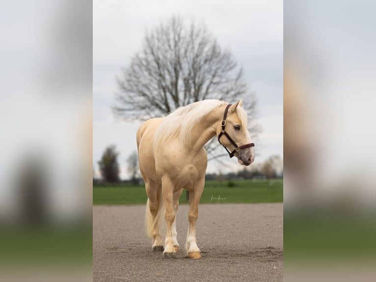 American Albino Horse Ruin 5 Jaar Palomino in Ocala FL