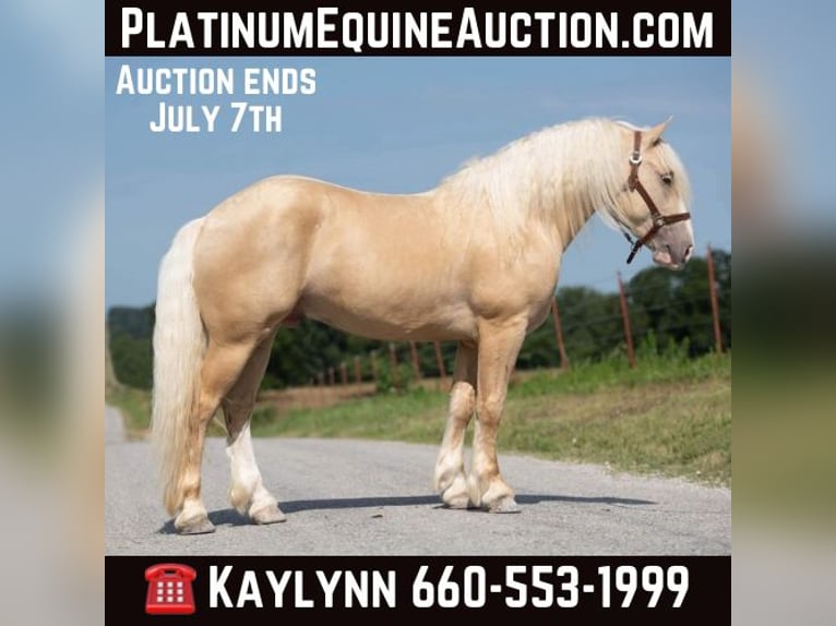 American Albino Horse Ruin 6 Jaar in Ocala FL