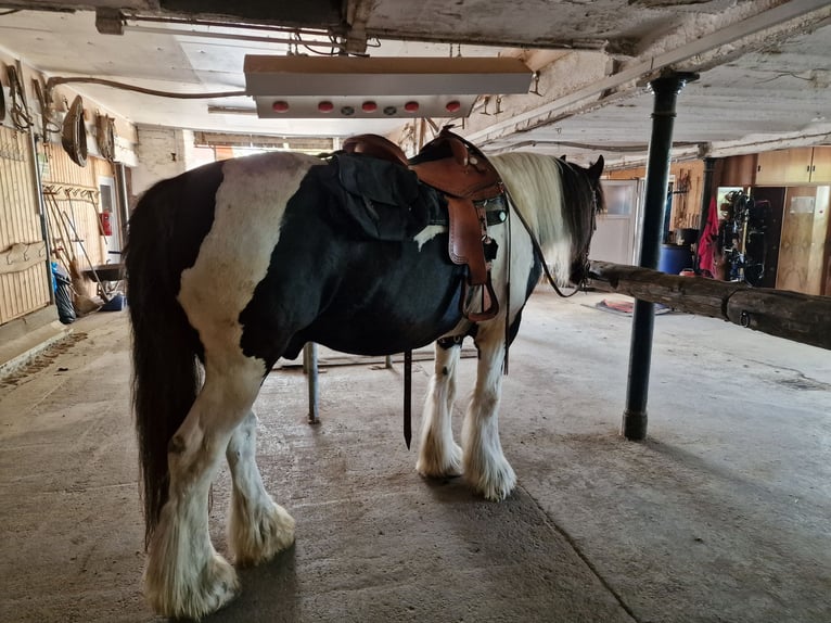 American Drum Horse Castrone 19 Anni 170 cm Pezzato in Amtzell