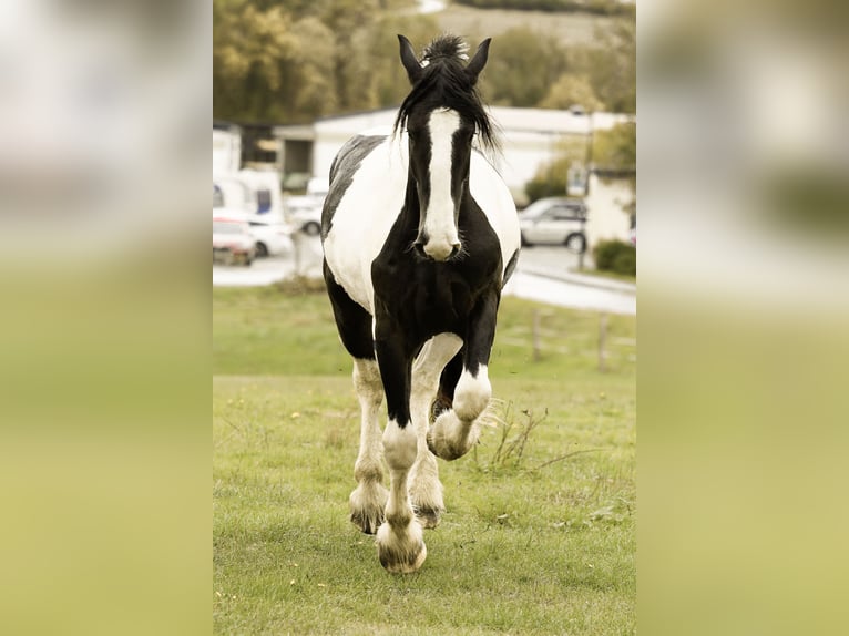 American Drum Horse Castrone 2 Anni 170 cm Pezzato in Daleiden