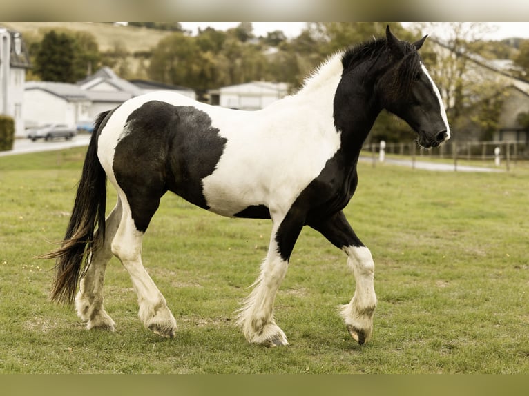 American Drum Horse Castrone 2 Anni 170 cm Pezzato in Daleiden