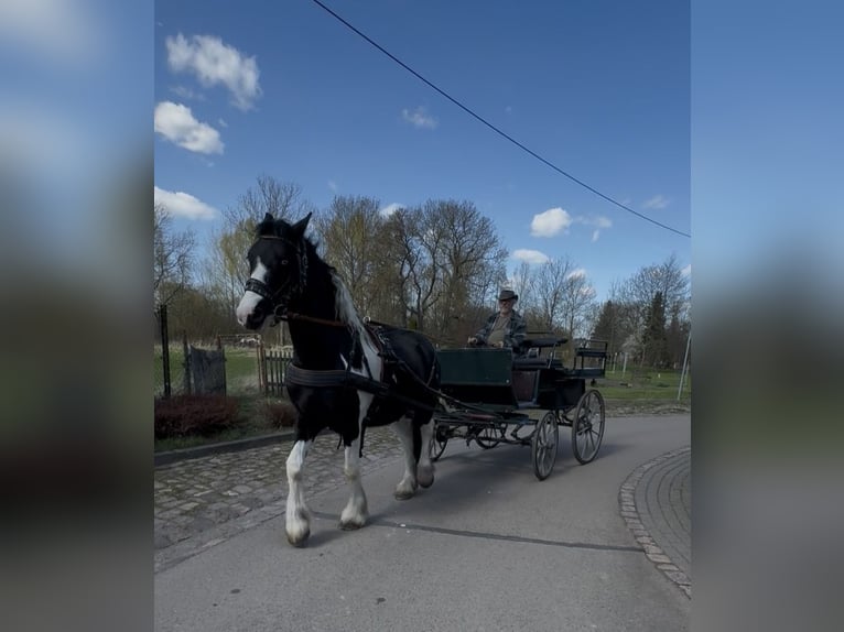 American Drum Horse Castrone 4 Anni 174 cm Pezzato in Bad Lauchstädt