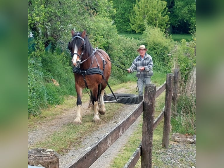 American Drum Horse Castrone 5 Anni 162 cm Baio in Queaux