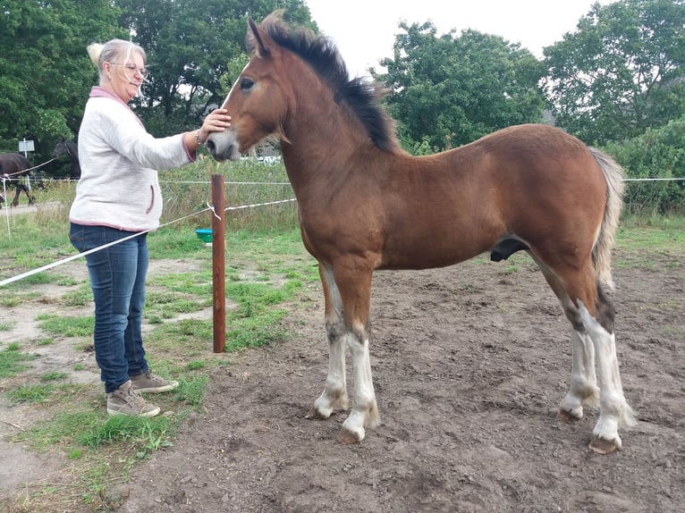 American Drum Horse Castrone 5 Anni 162 cm Baio in Queaux