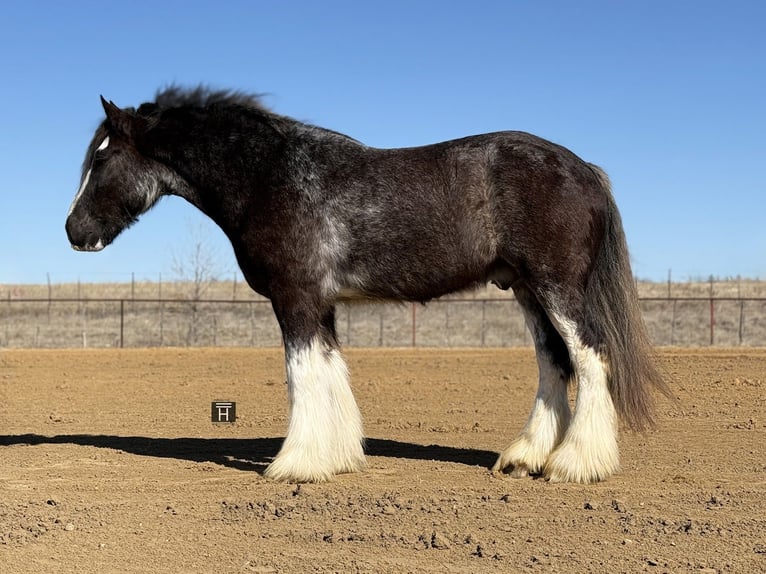 American Drum Horse Castrone 6 Anni 183 cm Sabino in Weatherford