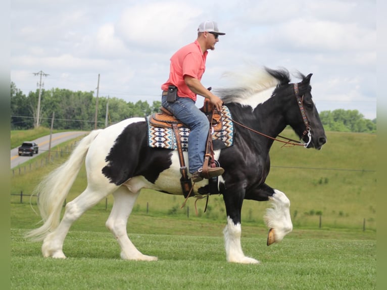 American Drum Horse Castrone 7 Anni 163 cm Tobiano-tutti i colori in Whitley city KY