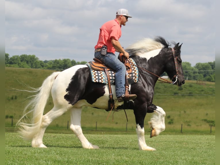 American Drum Horse Castrone 7 Anni 163 cm Tobiano-tutti i colori in Whitley city KY