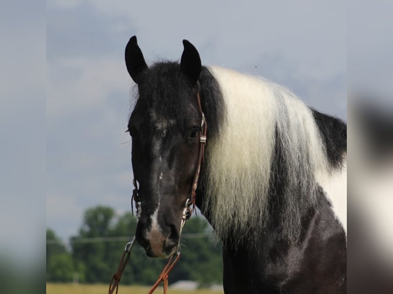 American Drum Horse Castrone 7 Anni 163 cm Tobiano-tutti i colori in Whitley city KY