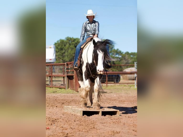 American Drum Horse Castrone 7 Anni 173 cm in Huntsville, TX