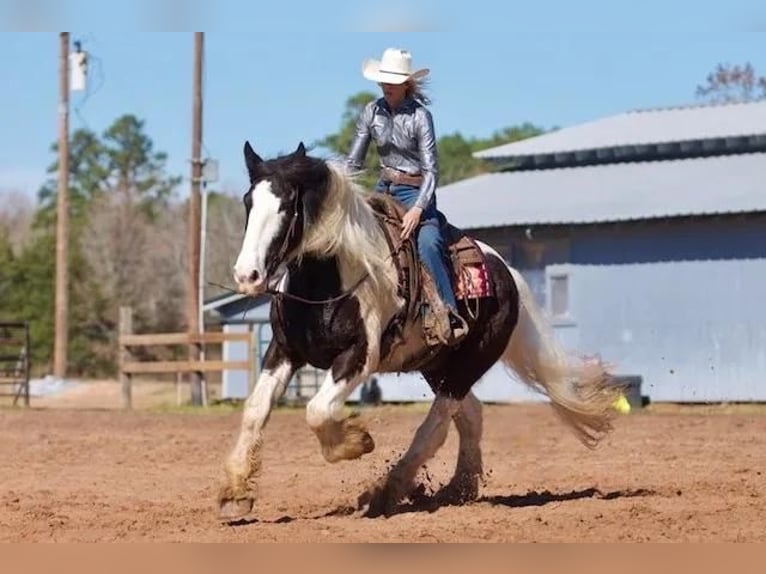 American Drum Horse Castrone 7 Anni 173 cm in Huntsville, TX