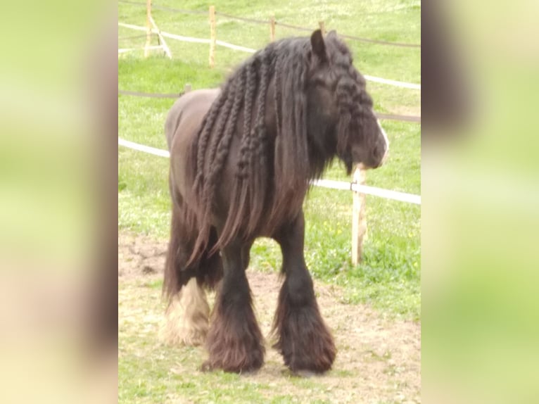 American Drum Horse Giumenta 1 Anno Falbo in SAINTE GEMME