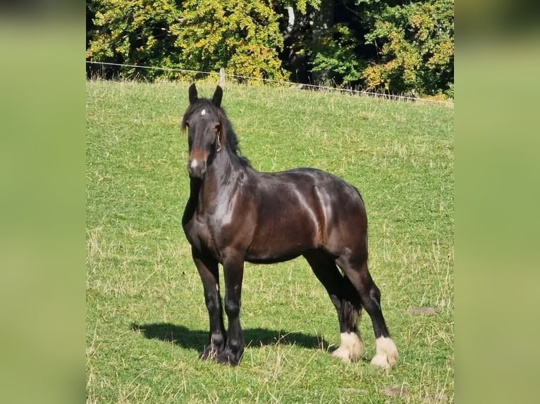 American Drum Horse Giumenta 3 Anni 175 cm Morello in Reigoldswil