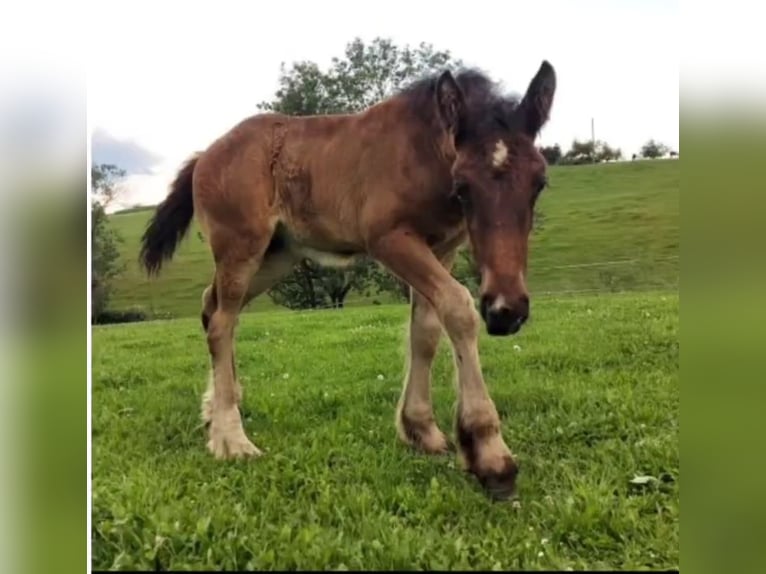 American Drum Horse Giumenta 3 Anni 175 cm Morello in Reigoldswil