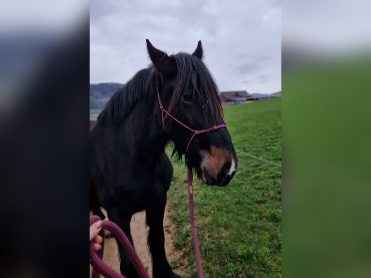 American Drum Horse Giumenta 3 Anni 175 cm Morello in Reigoldswil